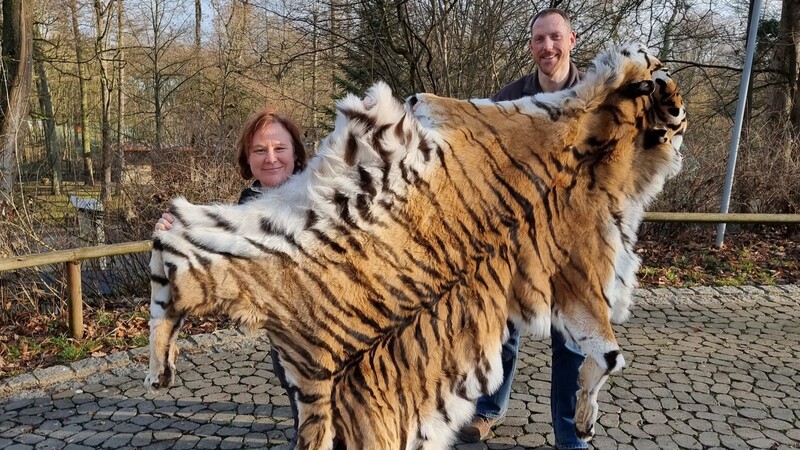 Zoopädagogin Michaela Gauderer zusammen mit dem neuen Tiergartendirektor Dr. Michel Delling und dem Fell des verstorbenen Tigers Claudius.