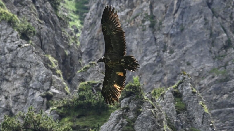 Das Bartgeier-Weibchen Wally fliegt im Nationalpark Berchtesgaden durch die Lüfte.