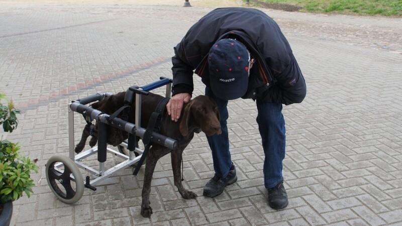 Wer hat ein Herz für den tapferen Kämpfer Vajda? Trotz seiner Behinderung sprüht der junge Hund vor Lebensfreude.
