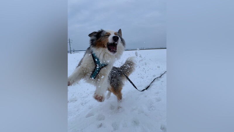 Australian-Shepherd-Dame Pearl liebt den Schnee über alles.