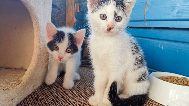 Schlechte Zeiten für Waisen-Katzen: Daisy und Donna, zwei von insgesamt elf süßen Babymädels, die trotz ihrer Niedlichkeit keine Interessenten finden.