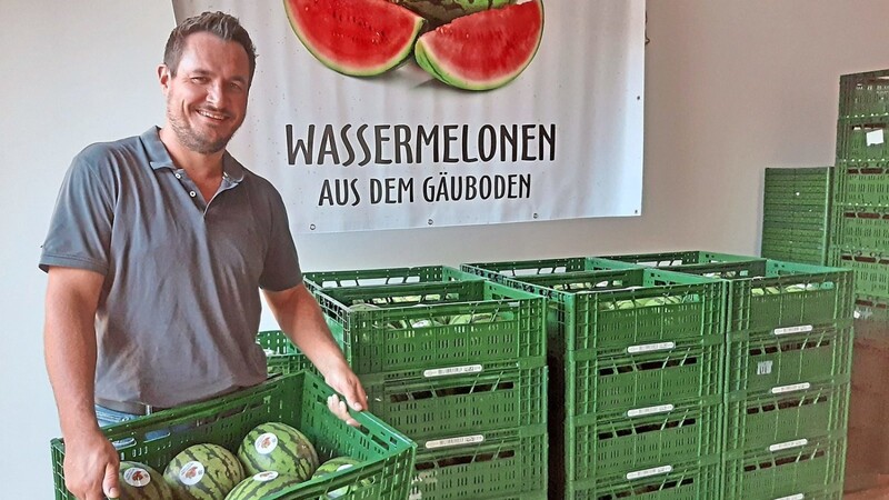 Stolz präsentiert Martin Faltermeier seine reifen Melonen. Diese werden nun unter anderem in den Supermarkt zum Verkauf transportiert.
