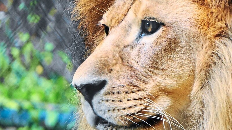 Seit 35 Jahren gibt es Straubinger Tiergarten Löwen. Dass sie einmal mal eine eigene Bezirkstags-Sondersitzung bekommen werden, hätten sie sich wohl nicht träumen lassen.