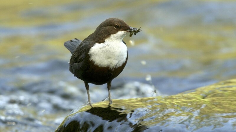 Die Wasseramsel ist der einzige heimische Singvogel, der schwimmen und tauchen kann.