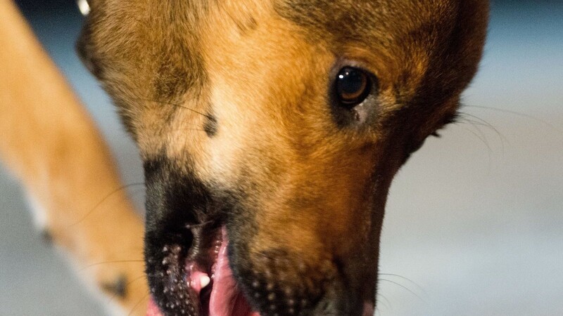 Hunde, die das Futter aus einer bestimmten Charge des Produkts fressen, könnten ernsthaft krank werden - davor warnt der Herstelle. (Symbolbild)