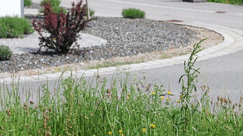 Im Vordergrund Blumenwiese, im Hintergrund Schotter: Dass ein Schottergarten automatisch pflegeleicht ist, stimmt nur bedingt.