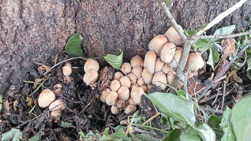 Pilze am Stammfuß der Bäume zeugen von Krankheiten.