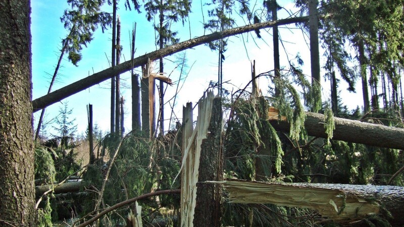 Die Auswirkungen von Sturmtief Sabine auf den regionalen Holzmarkt wurden durch die Absatzschwierigkeiten infolge der Corona-Pandemie noch verschärft.