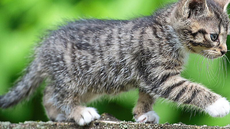 Bayerische Tierheime sind mit der Flut an Katzenbabys überfordert. Eine Katzenschutzverordnung, die der Tierschutzbund aktuell fordert, könnte Abhilfe schaffen. (Symbolbild)