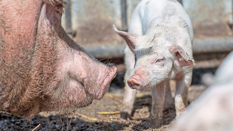 Mit dem neuen Schweinestall fasst der Betrieb fast doppelt so viel Tiere wie bisher.
