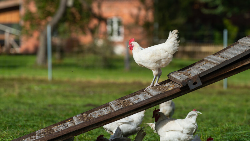 Nicht alle Hühner leben in der Freilandhaltung. Viele werden auch in Groß-Ställen gehalten - in der sogenannten Kleingruppenhaltung. Zu einem unschönen Fall kam es in einem Hühner-Betrieb im Landkreis Straubing-Bogen.