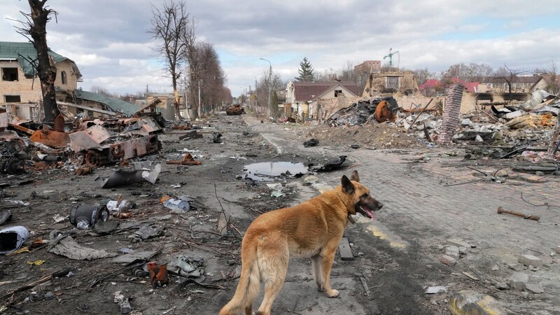 Butscha liegt in Trümmern. Nur ein Hund streift noch durch die Straßen der zerstörten Stadt.