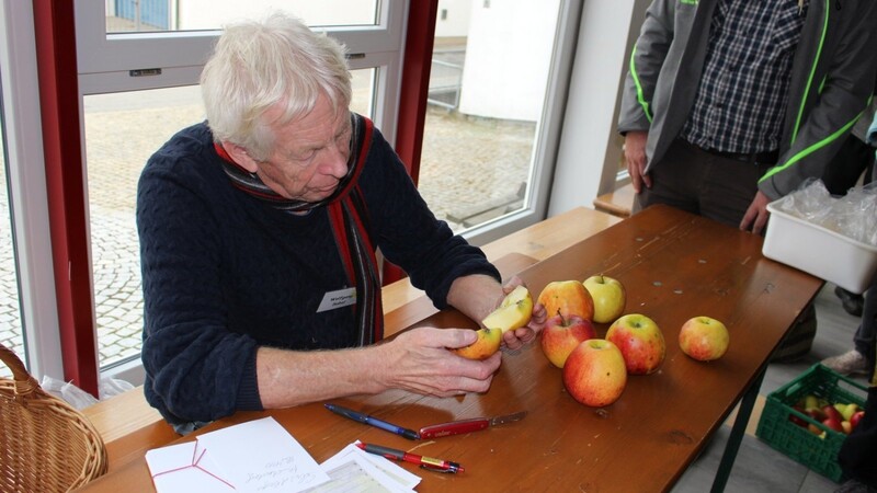 Der bekannte Pomologe Wolfgang Subal schaut sich das Kernhaus des Apfels genauer an, das genauere Auskunft über die Sorte geben kann.