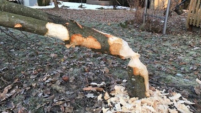 Der Apfelbaum fiel einem Biber zum Opfer.