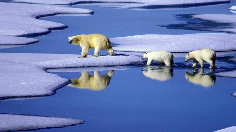 Nicht nur Eisbären sind vom Klimawandel betroffen