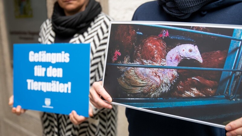 Mitglieder einer Tierschutzorganisation stehen mit Plakaten von misshandelten Hühnern zum Prozessbeginn im Salmonellen-Skandal vor dem Landgericht Regensburg.