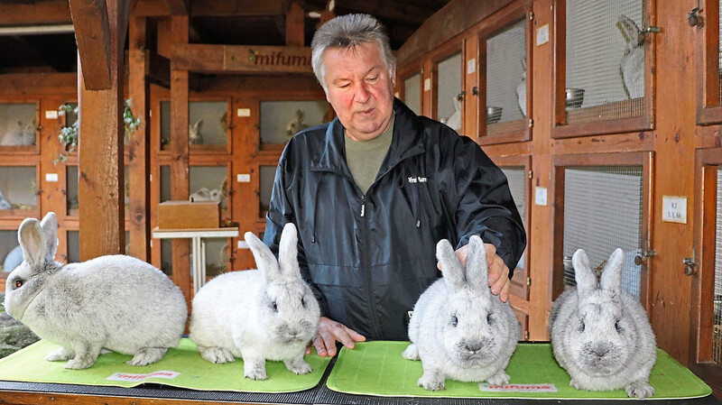 Edmund Laumer aus Windberg achtet auf seine Hellen Großsilber, wie die Kaninchenrasse genannt wird. "Wenn es den Kaninchen gut geht, geht es mir gut", ist sein Motto - deswegen investiert er viel Zeit in die Pflege seiner Tiere.
