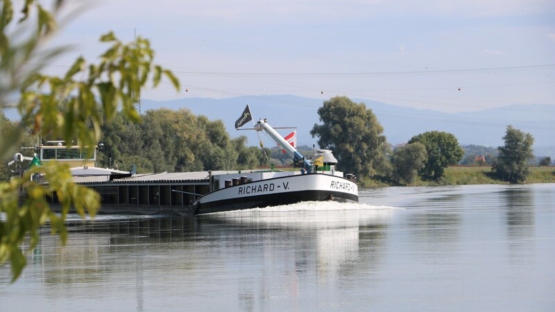 Der Frachter "Richard V." kämpft sich auf der Donau bei Reibersdorf flussaufwärts. Der Abschnitt gehört zum frei fließenden Teil der Donau zwischen Straubing und Vilshofen, der ausgebaut werden soll. Wann, ist nach wie vor unklar.