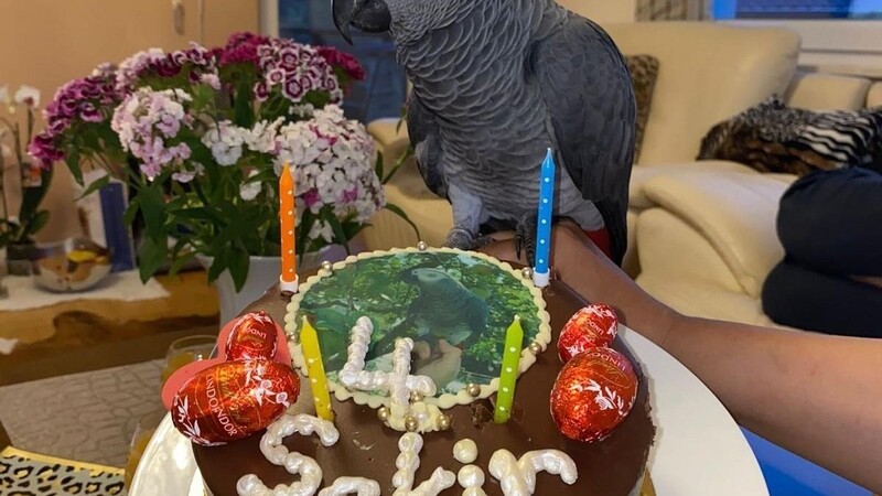 Graupapagei "Schakir" hat seinen vierten Geburtstag gefeiert.