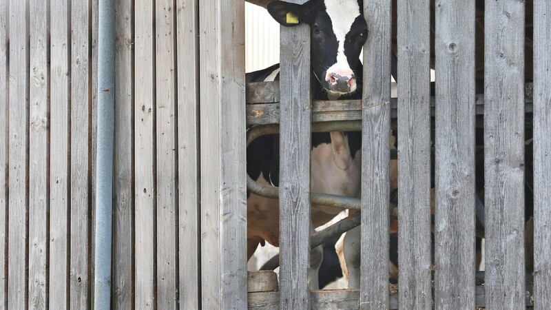 Gleich mehrere Großbetriebe in Bad Grönenbach sollen sich schlecht um Kühe gekümmert haben.
