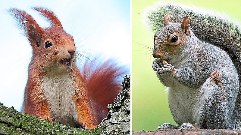 In ganz England soll es gerade noch 15.000 rote Eichhörnchen geben - gegenüber rund 2,8 Millionen grauen. Dass Letztere gern Bäume annagen, könnte ihnen nun zum Verhängnis werden.
