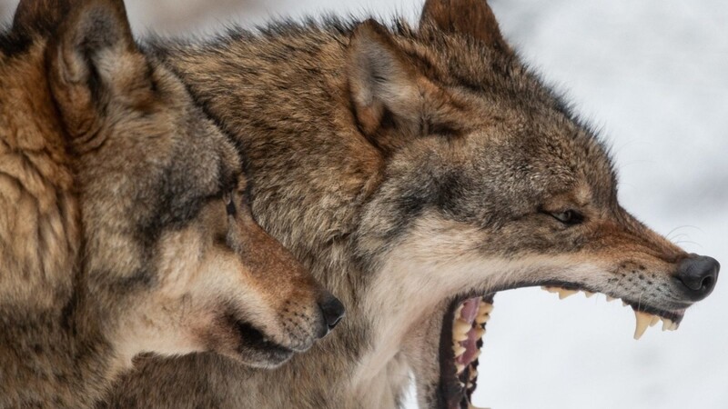 Scharfe Zähne: Zwei Wölfe sind in einem Wildpark zu sehen.