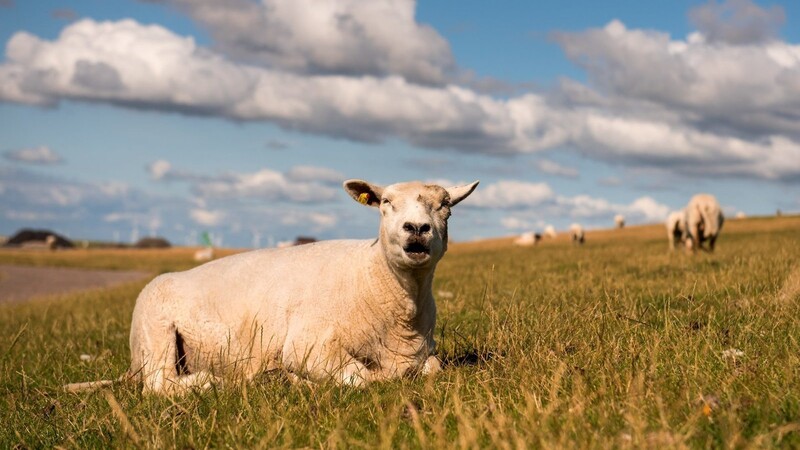 Ein Schaf hat am Montagnachmittag den Verkehr bei Breitenhausen gefährdet. Die Polizei musste es einfangen.