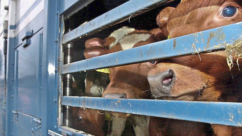 Eine Tierschützerin schildert: Kälber, die noch auf Milch angewiesen sind, hungern auf langen Transporten - und brüllen vor Qual.