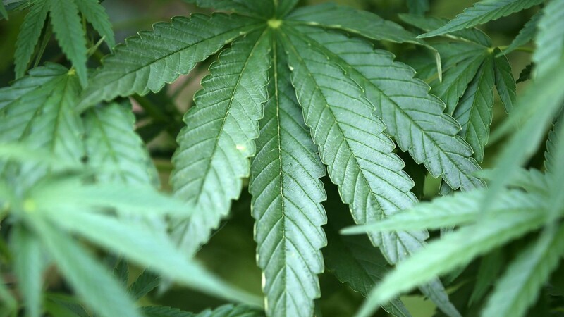 Kauf und Besitz von bis zu 20 Gramm Cannabis könnten demnächst ab 18 Jahren straffrei sein.