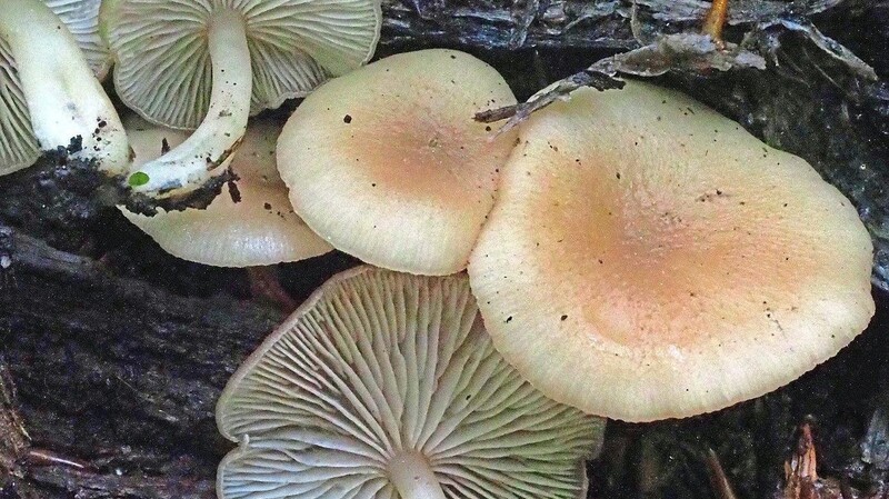 Dieser unscheinbare Pilz, der Flaumhaar-Trichterling, wurde 34 Jahre lang nicht im Gebiet des Nationalparks gesichtet.