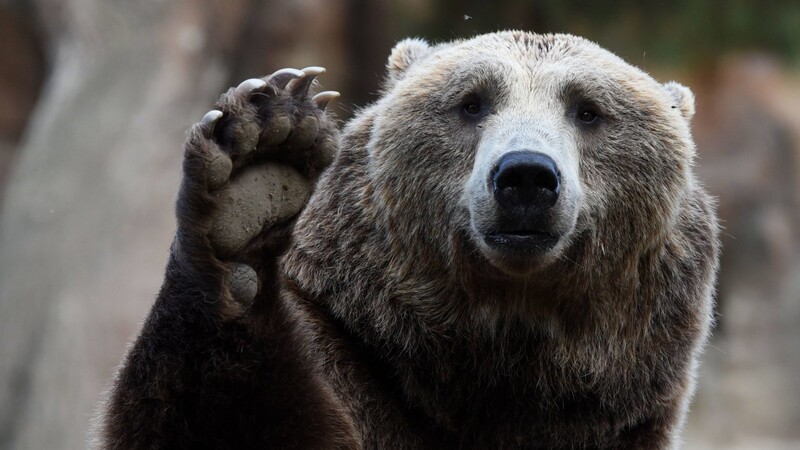 Naturschützer rufen nach der Sichtung eines Braunbären in Oberbayern zu mehr Sachlichkeit auf.