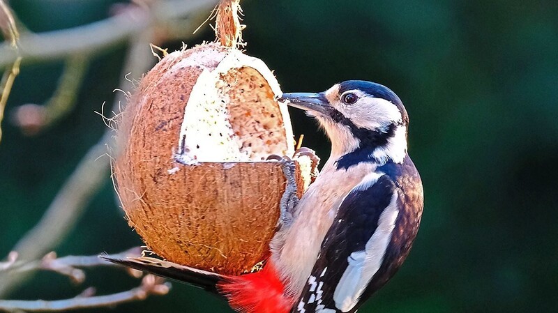 Gewiefter Buntspecht: Der Vogel müht sich nicht am Baumstamm ab, sondern futtert aus einer präparierten Kokosnuss.