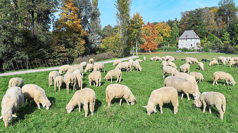 Mindestens 90 Zentimeter hoch sollte ein Zaun zum Schutz einer Schafsherde nach Angaben der Initiative sein.