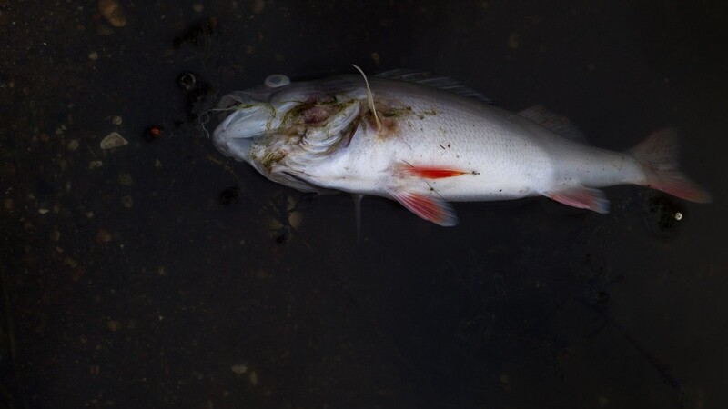Innerhalb zwei Tagen ist es in der Kleinen Vils im Kreis Landshut zu einem Fischsterben gekommen. 100 Fische verendeten bei Altfraunhofen. (Symbolfoto)