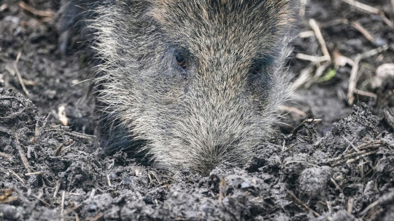 Ein Wildschwein sucht nach Futter. Darunter fallen auch Pilze, die aufgrund der Tschernobyl-Katastrophe noch immer hohe Strahlenwerte aufweisen.