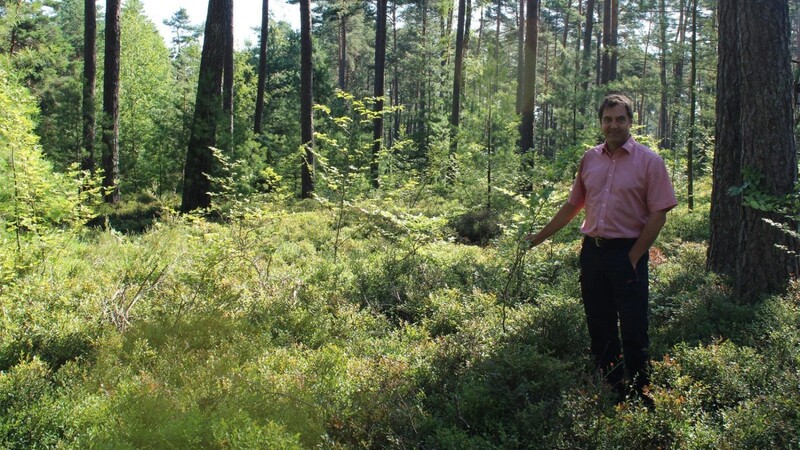 Rudolf Zwicknagl freut sich, dass im Rodinger Staatswald die natürliche Verjüngung funktioniert, wie bei diesen fünfjährigen Buchen.