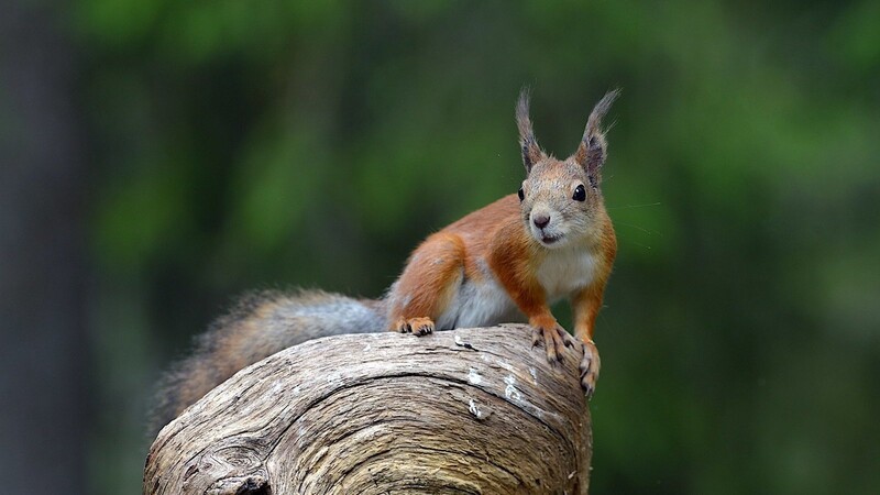 Eichhörnchen sind Kulturfolger und können oft auch in Städten und Gärten angetroffen werden.
