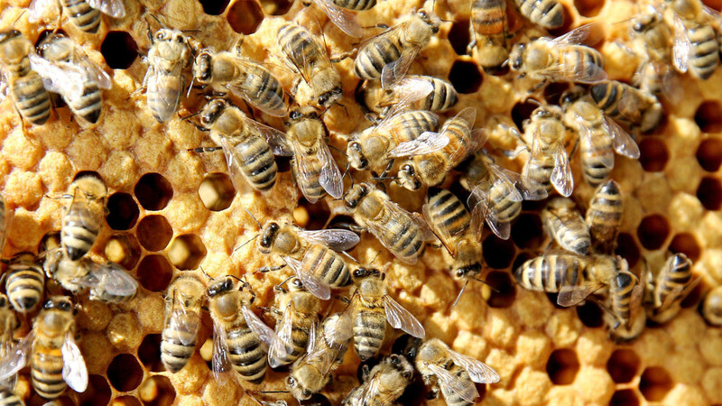 Vandalen haben am Wochenende 18 Bienenvölker getötet.