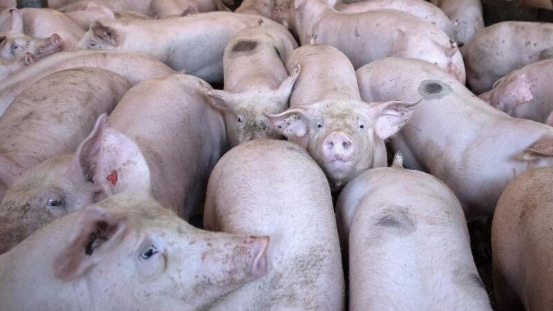 Schweine stehen in einem Stall.