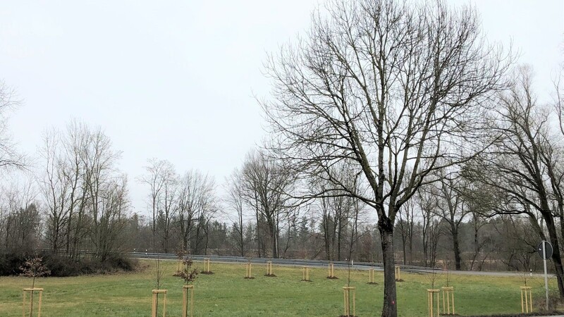 An der B11 werden ab kommender Woche rosa markierte Eschen (vorne rechts) entfernt. Wie hier beim "Kringel" in Tiefenbach wurden bereits einige Bäume nachgepflanzt.