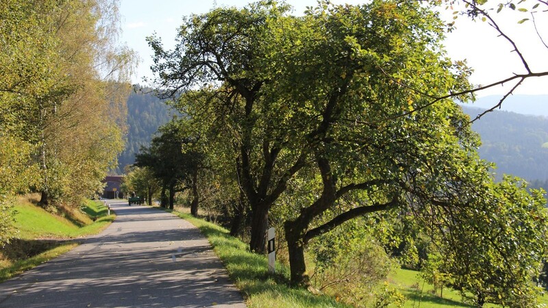 Schon lange gibt es die Obstbäume an der Straße zwischen Schönau und Neunußberg.