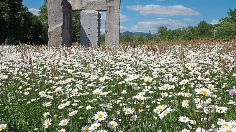 Die bunte Blumenwiese beim "Tor zum Bayerischen Wald".