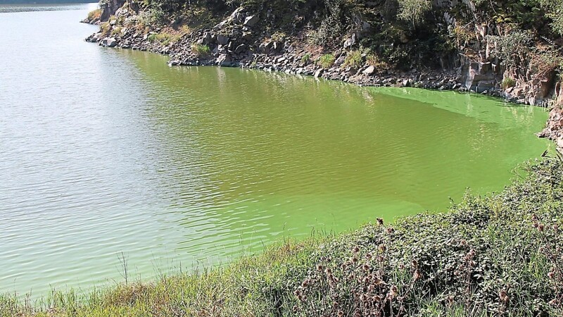 Die Algenplage soll langfristig im Eixendorfer Stausee durch epilemische Wasserentnahme und weitere Maßnahmen verbessert werden.