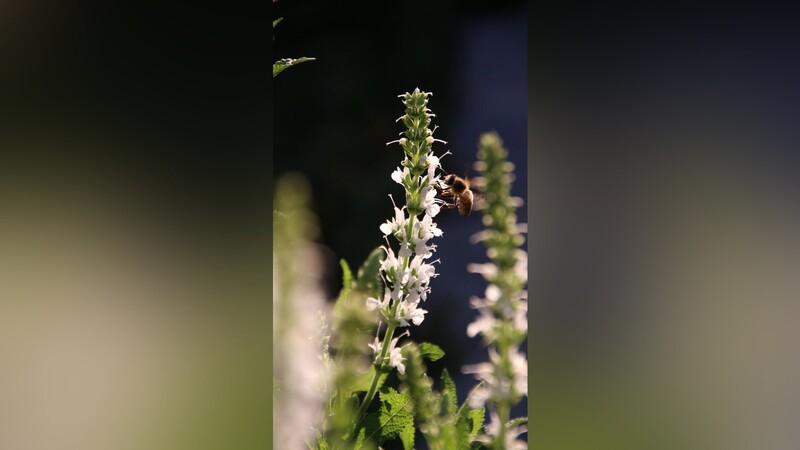 Wer möglichst viele Pflanzen, wie hier den mehrjährigen Gartensalbei, kultiviert, macht Bienen und Imkern eine Freude.