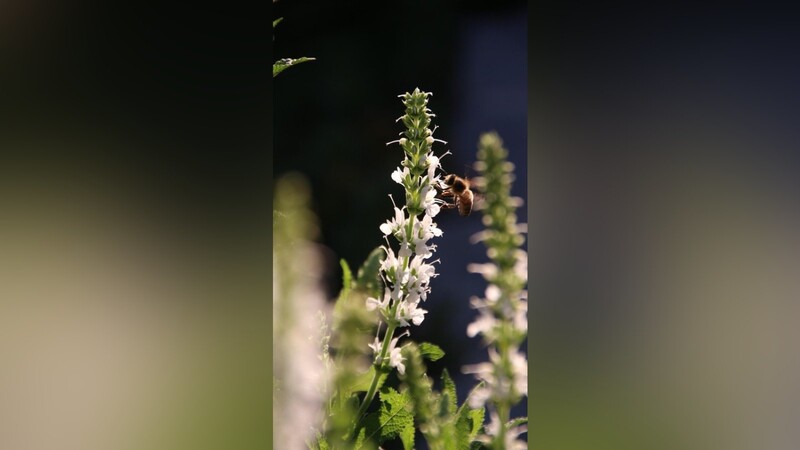 Wer möglichst viele Pflanzen, wie hier den mehrjährigen Gartensalbei, kultiviert, macht Bienen und Imkern eine Freude.