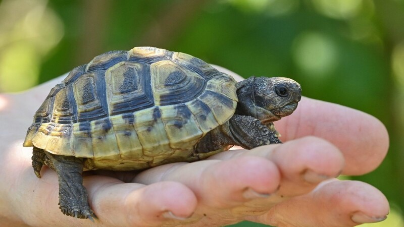 Eine griechische Landschildkröte wie diese wurde am Sonntag in Gergweis auf der Straße gefunden. Sie wurde anschließend ins Plattlinger Tierheim gebracht. (Symbolbild)