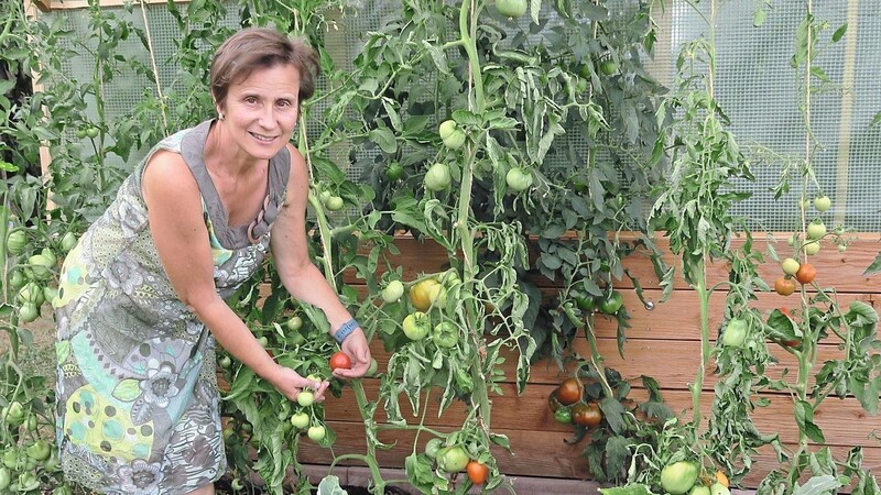 Tomaten sind das Steckenpferd von Rita Fischer, etwa 50 Stöcke verschiedenster Sorten hat sie heuer gepflanzt.