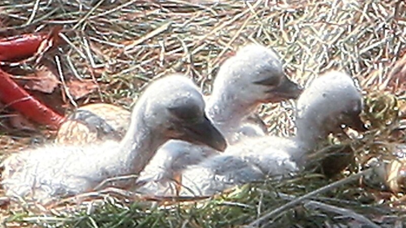 So sehen die Echten aus: Drei Storchenküken im Alter zwischen einem und drei Tagen.