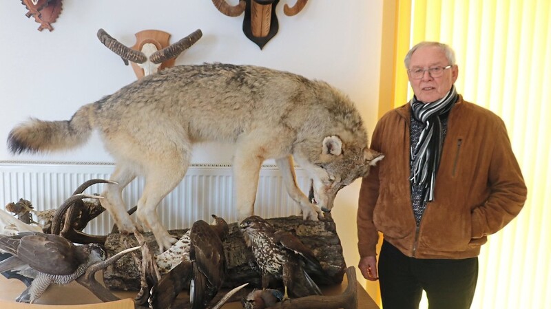 Der Vorsitzende des Bezirksjagdverbandes Regensburg, Gerhard Schmautz, mit dem Präparat eines Tundra-Wolfes.
