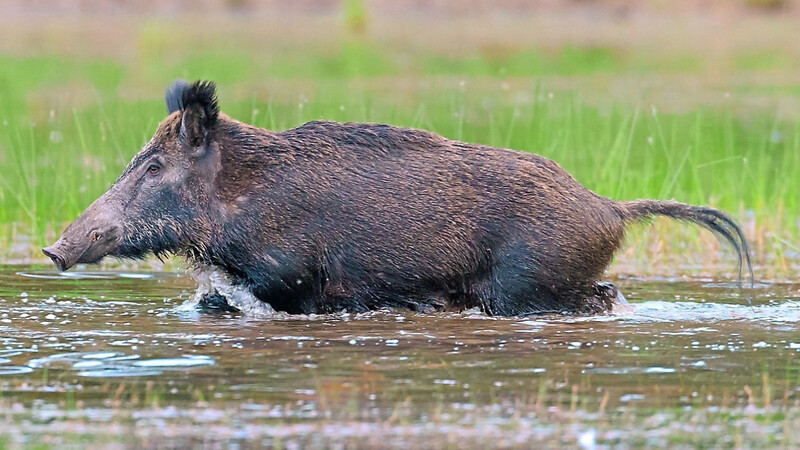 Den Menschen gar nicht so unähnlich: Auch Wildschweine suchen gerne Abkühlung beim Baden im kühlen Nass.
